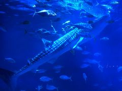 -烟台海昌鲸鲨海洋公园