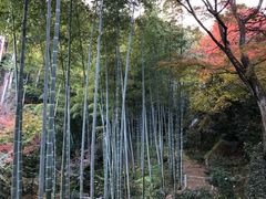 -常寂光寺