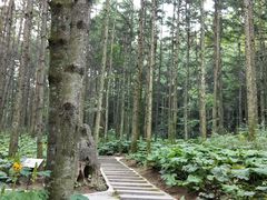 -洛阳白云山景区