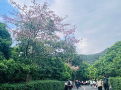 -大屏嶂森林公园