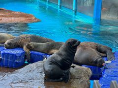 -海合安成都极地海洋公园