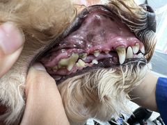 -宠福鑫康馨动物医院·骨科·眼科