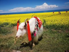 -青海湖国家重点风景名胜区