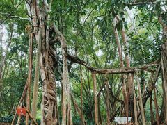 -中国科学院西双版纳热带植物园