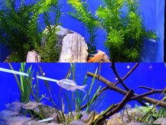 -上海海洋水族馆