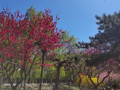 -桃花堤公园