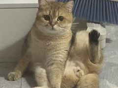 -瑞派动物医院·绝育·犬猫全科·预防医学(光景江南中店)