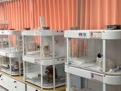 -翊宠yipet猫狗购宠庄园犬舍•猫舍