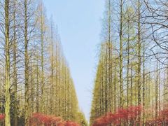 -东平国家森林公园