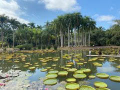 -中国科学院西双版纳热带植物园
