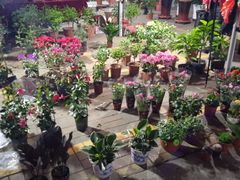 -中环花鸟鱼虫市场