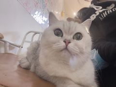 -李小姐の猫咖啡馆(五角场店)