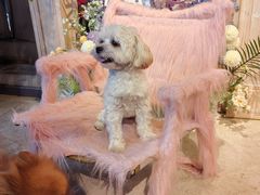 -百好乐宠物友好餐厅(朝外大街店)