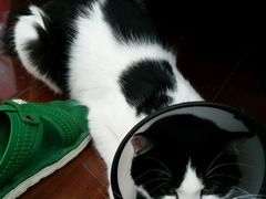 -爱侣宠医·鹦鹉专科·小型哺乳类·异宠专科(灵石路店)