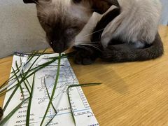 -飞行喵MR PILOT|猫舍·猫咖(静安大融城店)