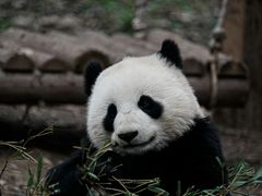 -都江堰中华大熊猫苑