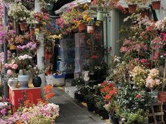 -溪岸路花鸟市场