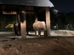 -清迈夜间动物园