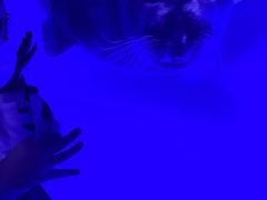 -上海海昌海洋公园-冰山北极馆