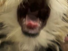 -北京观赏动物医院·24小时大型综合·猫专科·异宠专科
