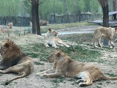 -北京野生动物园