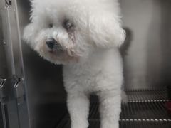 -嘉馨宠物医院·CT影像转诊·心脏科·犬猫全科诊疗中心(下沙大学城院区)