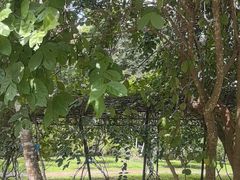 -中国科学院西双版纳热带植物园