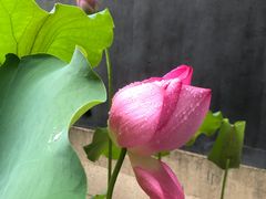 -东山雕花楼