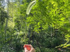 -上海佘山国家森林公园天马山园