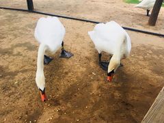 -鄂尔多斯野生动物园