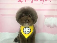 -读宠于你·约克夏比熊·睫角守宫·爬宠售卖(高新店)