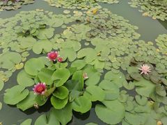 -莲花池公园