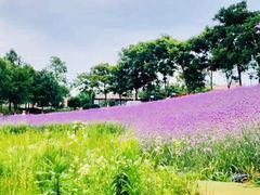 -大塘金香草谷