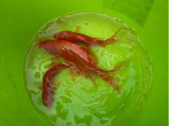 -昆山城市生态森林公园