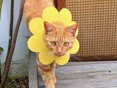 -喵屿·大理花园猫咖