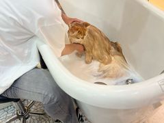 -momokira米努特·德文卷毛猫·棉花面纱犬