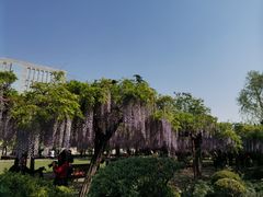 -嘉定紫藤园