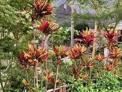 -双季花艺园艺市场(浦东店)