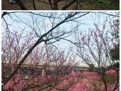 -三圣花乡旅游区