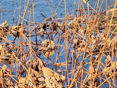 -长春市南湖公园