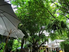 -Fern Forest Cafe