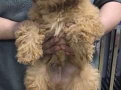 -宠爱有家宠物店(环镇北路店)