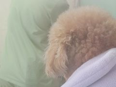 -全心全意连锁动物医院·微创中心·内科急重症·心脏专科(丰管路店)