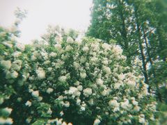 -上海滨江森林公园