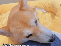 -逗柴咖啡屋·狗咖猫咖宠物桌游
