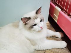 -酷豆宠物咖啡·宠物美食·撸猫馆