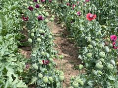 -国家植物园南园