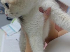 -宠颐生宠物医院·异宠猫科内科·诊疗中心宠巢店