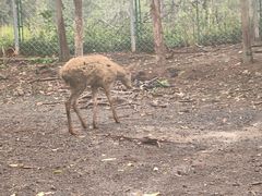 -海南热带野生动植物园