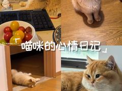 -欣宠猫屋·矮脚拿破仑·蓝金金渐层